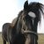 Welsh_Cob_Eluned - Winter_februari_2012